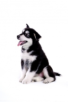 포토 JPG 스튜디오촬영 동물 척추동물 한마리 육지동물 반려견 포유류 사람없음 반려동물 개 강아지 썰매개 알래스칸말라뮤트 말라비 반려 국내포토 1 실내 파일형식