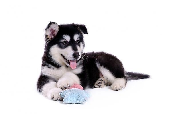 포토 JPG 스튜디오촬영 동물 척추동물 한마리 육지동물 반려견 인형 쿠션 포유류 사람없음 반려동물 개 강아지 썰매개 알래스칸말라뮤트 말라비 반려 국내포토 1 실내 파일형식