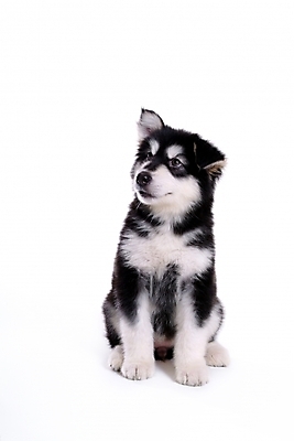 포토 JPG 스튜디오촬영 동물 척추동물 한마리 육지동물 반려견 포유류 사람없음 반려동물 개 강아지 썰매개 알래스칸말라뮤트 말라비 반려 국내포토 1 실내 파일형식