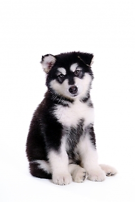 포토 JPG 스튜디오촬영 동물 척추동물 한마리 육지동물 반려견 포유류 사람없음 반려동물 개 강아지 썰매개 알래스칸말라뮤트 말라비 반려 국내포토 1 실내 파일형식