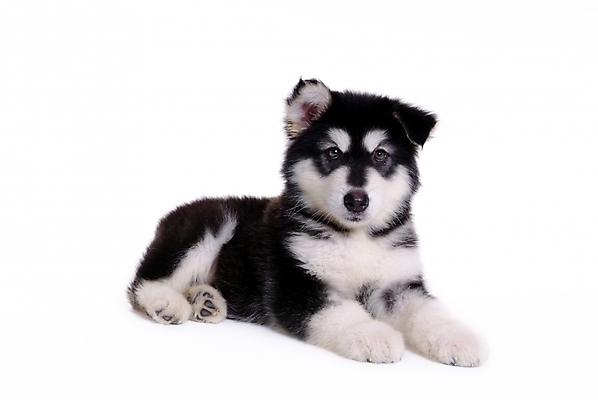 포토 JPG 스튜디오촬영 동물 척추동물 한마리 육지동물 반려견 포유류 사람없음 반려동물 개 강아지 썰매개 알래스칸말라뮤트 말라비 반려 국내포토 1 실내 파일형식