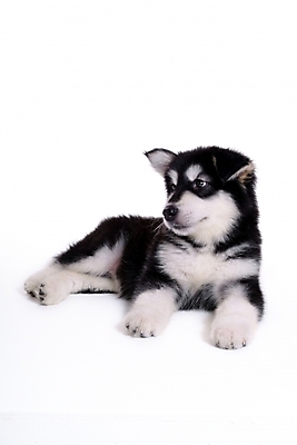 포토 JPG 스튜디오촬영 동물 척추동물 한마리 육지동물 반려견 포유류 사람없음 반려동물 개 강아지 썰매개 알래스칸말라뮤트 말라비 반려 국내포토 1 실내 파일형식