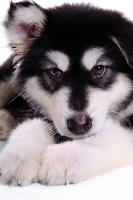 포토 JPG 스튜디오촬영 동물 척추동물 한마리 육지동물 반려견 포유류 사람없음 반려동물 개 강아지 썰매개 알래스칸말라뮤트 말라비 반려 국내포토 1 실내 파일형식