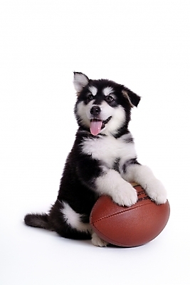 포토 JPG 스튜디오촬영 동물 척추동물 한마리 육지동물 반려견 스포츠용품 공 포유류 사람없음 반려동물 개 강아지 썰매개 럭비공 알래스칸말라뮤트 말라비 반려 국내포토 1 스포츠 실내 오브젝트 럭비용품 파일형식