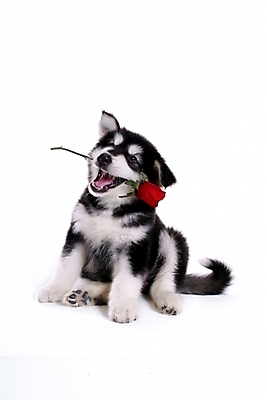 포토 JPG 스튜디오촬영 식물 동물 척추동물 한마리 육지동물 꽃 반려견 포유류 사람없음 반려동물 장미 개 강아지 썰매개 알래스칸말라뮤트 말라비 반려 국내포토 1 실내 파일형식