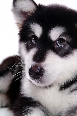 포토 JPG 스튜디오촬영 동물 척추동물 한마리 육지동물 반려견 포유류 사람없음 반려동물 개 강아지 썰매개 알래스칸말라뮤트 말라비 반려 국내포토 1 실내 파일형식