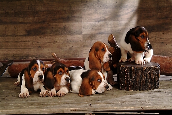 포토 JPG 나무 식물 동물 척추동물 육지동물 반려견 여러마리 포유류 실내 사람없음 반려동물 개 강아지 사냥개 하운드 바셋하운드 반려 국내포토 다수 내부 파일형식