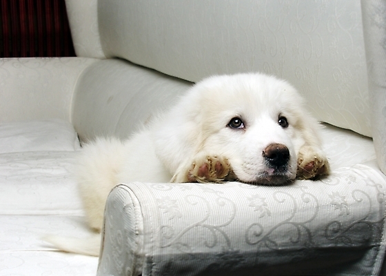 포토 JPG 동물 척추동물 한마리 육지동물 반려견 의자 포유류 실내 사람없음 반려동물 소파 개 강아지 그레이트피레니즈 반려 국내포토 1 가구 내부 파일형식