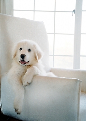 포토 JPG 동물 척추동물 한마리 육지동물 반려견 가구 의자 창문 포유류 실내 사람없음 반려동물 소파 개 강아지 그레이트피레니즈 반려 국내포토 1 생활용품 내부 파일형식