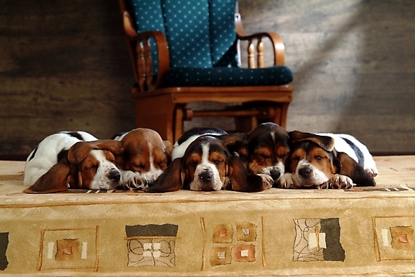 포토 JPG 동물 척추동물 육지동물 반려견 의자 여러마리 포유류 실내 사람없음 반려동물 카펫 잠 수면 개 강아지 사냥개 하운드 바셋하운드 흔들의자 반려 국내포토 가구 다수 내부 물 파일형식