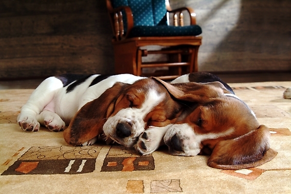 포토 JPG 동물 척추동물 육지동물 반려견 두마리 의자 포유류 실내 사람없음 반려동물 카펫 잠 수면 개 강아지 사냥개 하운드 바셋하운드 흔들의자 반려 국내포토 가구 2 내부 물 파일형식