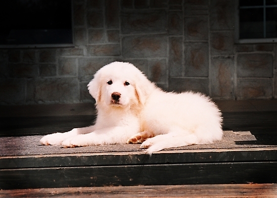 포토 JPG 동물 척추동물 한마리 육지동물 반려견 포유류 실내 사람없음 반려동물 개 강아지 그레이트피레니즈 반려 국내포토 1 내부 파일형식