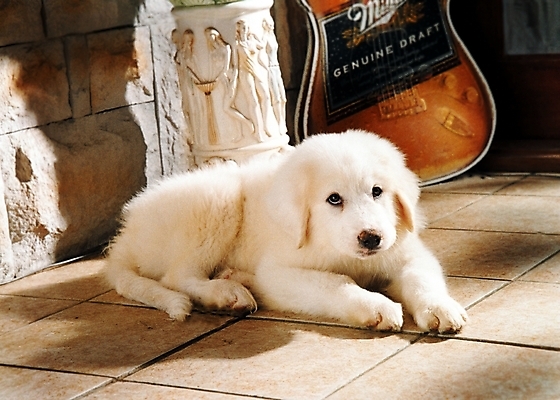 포토 JPG 동물 척추동물 한마리 육지동물 반려견 악기 포유류 실내 사람없음 장식 반려동물 기타 개 강아지 일렉기타 그레이트피레니즈 반려 국내포토 1 음악 현악기 내부 파일형식