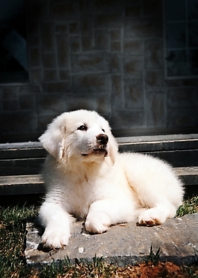 포토 JPG 주간 동물 척추동물 한마리 육지동물 반려견 포유류 사람없음 야외 반려동물 개 강아지 그레이트피레니즈 반려 국내포토 자연요소 1 파일형식