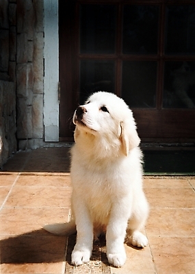 포토 JPG 주간 동물 척추동물 한마리 육지동물 반려견 포유류 사람없음 야외 반려동물 개 강아지 그레이트피레니즈 반려 국내포토 자연요소 1 파일형식