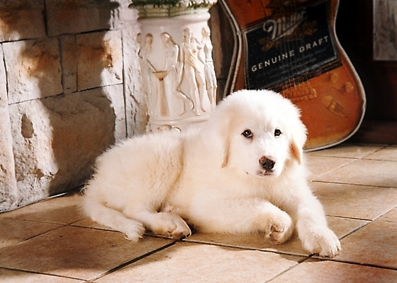 포토 JPG 동물 척추동물 한마리 육지동물 반려견 악기 포유류 실내 사람없음 장식 반려동물 기타 개 강아지 일렉기타 그레이트피레니즈 반려 국내포토 1 음악 현악기 내부 파일형식