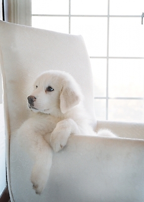 포토 JPG 동물 척추동물 한마리 육지동물 반려견 의자 창문 포유류 실내 사람없음 반려동물 소파 개 강아지 그레이트피레니즈 반려 국내포토 1 가구 내부 파일형식