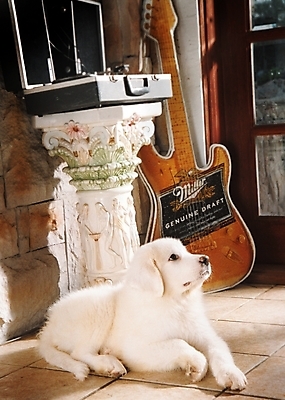 포토 JPG 동물 척추동물 한마리 육지동물 반려견 악기 포유류 실내 사람없음 장식 반려동물 기타 개 강아지 일렉기타 그레이트피레니즈 반려 국내포토 1 음악 현악기 내부 파일형식