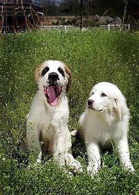 포토 JPG 주간 식물 동물 척추동물 육지동물 반려견 두마리 포유류 초원 사람없음 야외 반려동물 풀 개 강아지 그레이트피레니즈 반려 국내포토 자연요소 2 파일형식