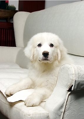 포토 JPG 동물 척추동물 한마리 육지동물 반려견 의자 포유류 실내 사람없음 반려동물 소파 개 강아지 그레이트피레니즈 반려 국내포토 1 가구 내부 파일형식