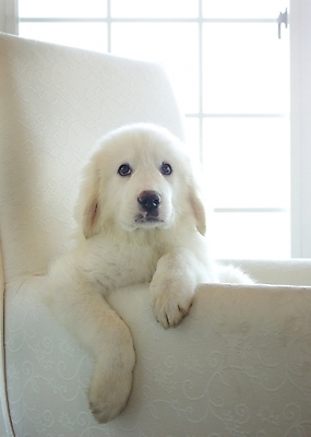 포토 JPG 동물 척추동물 한마리 육지동물 반려견 창문 포유류 실내 사람없음 반려동물 소파 개 강아지 그레이트피레니즈 반려 국내포토 1 의자 내부 파일형식