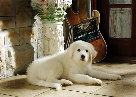 포토 JPG 동물 척추동물 한마리 육지동물 반려견 악기 포유류 실내 사람없음 장식 반려동물 기타 개 강아지 일렉기타 그레이트피레니즈 반려 국내포토 1 음악 현악기 내부 파일형식