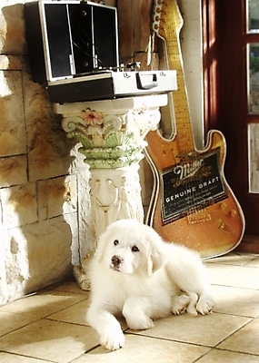 포토 JPG 동물 척추동물 한마리 육지동물 반려견 악기 포유류 실내 사람없음 장식 반려동물 기타 개 강아지 일렉기타 그레이트피레니즈 반려 국내포토 1 음악 현악기 내부 파일형식