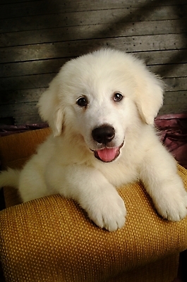 포토 JPG 동물 척추동물 한마리 육지동물 반려견 의자 포유류 실내 사람없음 반려동물 소파 개 강아지 그레이트피레니즈 반려 국내포토 1 가구 내부 파일형식