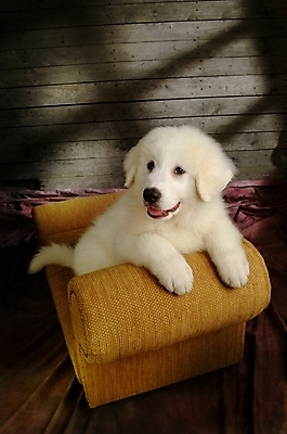 포토 JPG 동물 척추동물 한마리 육지동물 반려견 의자 포유류 실내 사람없음 반려동물 소파 개 강아지 그레이트피레니즈 반려 국내포토 1 가구 내부 파일형식