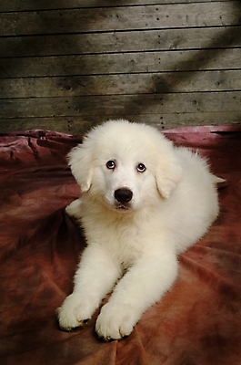 포토 JPG 동물 척추동물 한마리 육지동물 반려견 의자 포유류 실내 사람없음 반려동물 소파 개 강아지 그레이트피레니즈 반려 국내포토 1 가구 내부 파일형식