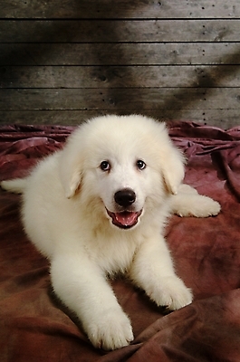 포토 JPG 동물 척추동물 한마리 육지동물 반려견 포유류 실내 사람없음 반려동물 개 강아지 그레이트피레니즈 반려 국내포토 1 내부 파일형식