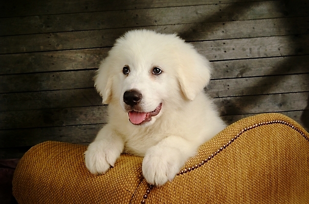 포토 JPG 동물 척추동물 한마리 육지동물 반려견 포유류 실내 사람없음 반려동물 개 강아지 그레이트피레니즈 반려 국내포토 1 내부 파일형식