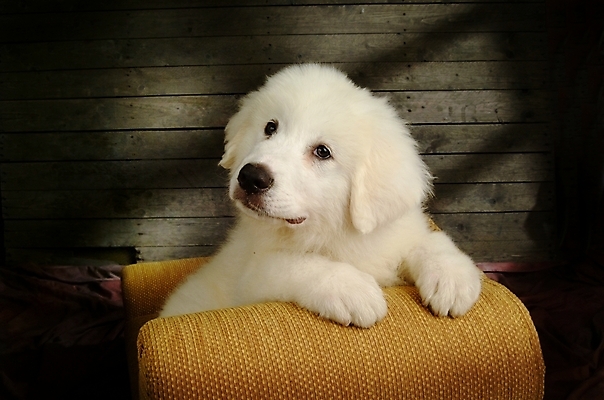 포토 JPG 동물 척추동물 한마리 육지동물 반려견 의자 포유류 실내 사람없음 반려동물 소파 개 강아지 그레이트피레니즈 반려 국내포토 1 가구 내부 파일형식