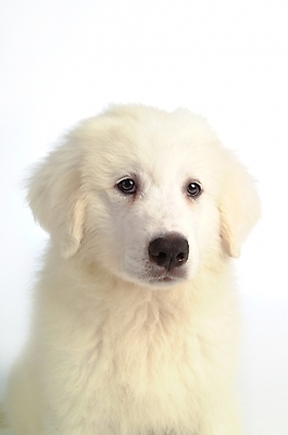 포토 JPG 스튜디오촬영 동물 척추동물 한마리 육지동물 반려견 포유류 사람없음 반려동물 개 강아지 그레이트피레니즈 반려 국내포토 1 실내 파일형식