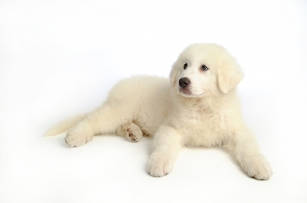 포토 JPG 스튜디오촬영 동물 척추동물 한마리 육지동물 반려견 포유류 사람없음 반려동물 개 강아지 그레이트피레니즈 반려 국내포토 1 실내 파일형식