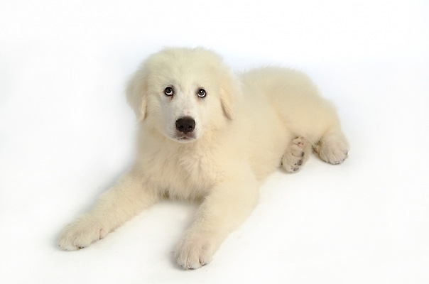 포토 JPG 스튜디오촬영 동물 척추동물 한마리 육지동물 반려견 포유류 사람없음 반려동물 개 강아지 그레이트피레니즈 반려 국내포토 1 실내 파일형식