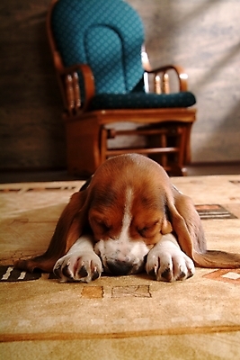 포토 JPG 동물 척추동물 한마리 육지동물 반려견 의자 포유류 실내 사람없음 반려동물 카펫 잠 수면 개 강아지 사냥개 하운드 바셋하운드 흔들의자 반려 국내포토 1 가구 내부 물 파일형식