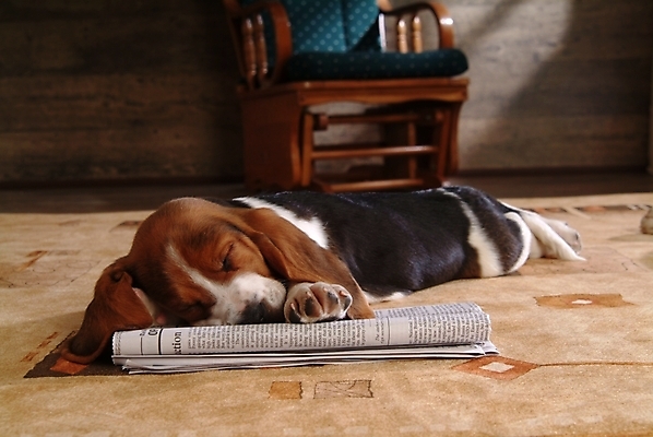 포토 JPG 동물 척추동물 한마리 육지동물 반려견 의자 포유류 실내 사람없음 반려동물 카펫 잠 수면 신문 개 강아지 사냥개 하운드 바셋하운드 흔들의자 반려 국내포토 1 가구 내부 간행물 물 뉴스 파일형식