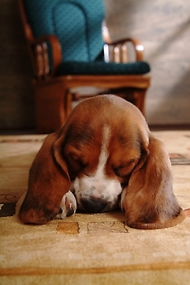 포토 JPG 동물 척추동물 한마리 육지동물 반려견 의자 포유류 실내 사람없음 반려동물 카펫 잠 수면 개 강아지 사냥개 하운드 바셋하운드 흔들의자 반려 국내포토 1 가구 내부 물 파일형식