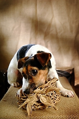 포토 JPG 동물 척추동물 한마리 육지동물 반려견 포유류 실내 사람없음 반려동물 바구니 개 강아지 테리어 잭러셀테리어 반려 국내포토 1 내부 파일형식