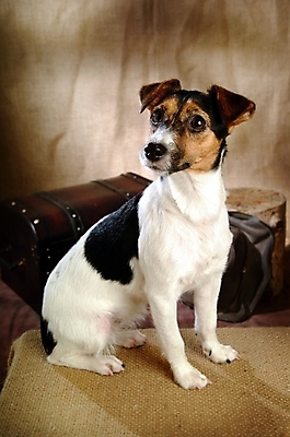 포토 JPG 동물 척추동물 한마리 육지동물 반려견 포유류 실내 사람없음 반려동물 개 강아지 테리어 잭러셀테리어 반려 국내포토 1 내부 파일형식