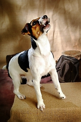 포토 JPG 동물 척추동물 한마리 육지동물 반려견 포유류 실내 사람없음 반려동물 개 강아지 테리어 잭러셀테리어 반려 국내포토 1 내부 파일형식