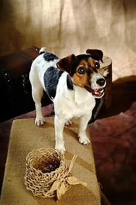 포토 JPG 동물 척추동물 한마리 육지동물 반려견 포유류 실내 사람없음 반려동물 바구니 개 강아지 테리어 잭러셀테리어 반려 국내포토 1 내부 파일형식