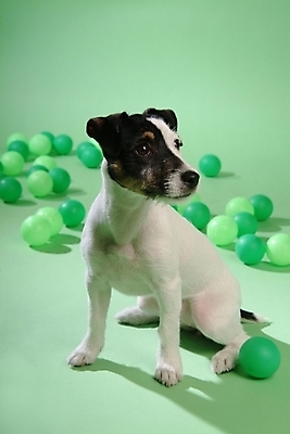 포토 JPG 스튜디오촬영 동물 척추동물 한마리 육지동물 반려견 공 포유류 사람없음 반려동물 놀이용품 개 강아지 테리어 잭러셀테리어 반려 국내포토 1 실내 오브젝트 파일형식