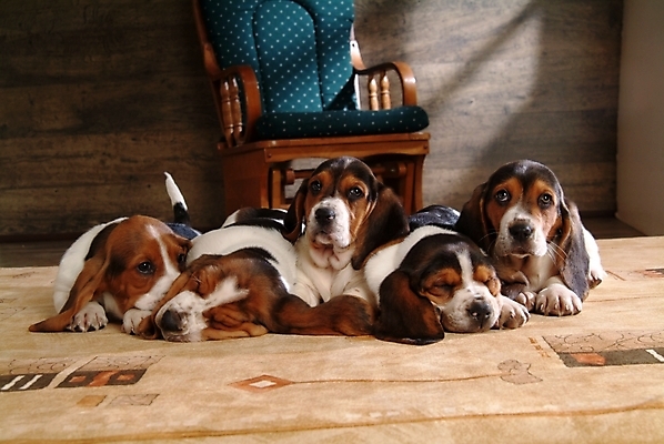 포토 JPG 동물 척추동물 육지동물 반려견 의자 여러마리 포유류 실내 사람없음 반려동물 카펫 잠 수면 개 강아지 사냥개 하운드 바셋하운드 흔들의자 반려 국내포토 가구 다수 내부 물 파일형식