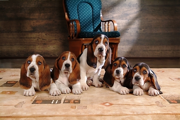 포토 JPG 동물 척추동물 육지동물 반려견 의자 여러마리 포유류 실내 사람없음 반려동물 카펫 잠 수면 개 강아지 사냥개 하운드 바셋하운드 흔들의자 반려 국내포토 가구 다수 내부 물 파일형식