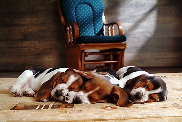 포토 JPG 동물 척추동물 육지동물 반려견 의자 포유류 실내 세마리 사람없음 반려동물 카펫 잠 수면 개 강아지 사냥개 하운드 바셋하운드 흔들의자 반려 국내포토 가구 3 내부 물 파일형식