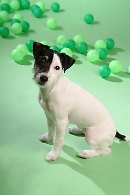 포토 JPG 스튜디오촬영 동물 척추동물 한마리 육지동물 반려견 공 포유류 사람없음 반려동물 놀이용품 개 강아지 테리어 잭러셀테리어 반려 국내포토 1 실내 오브젝트 파일형식