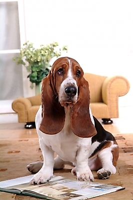 포토 JPG 동물 척추동물 한마리 육지동물 반려견 의자 포유류 실내 사람없음 책 반려동물 소파 카펫 개 강아지 사냥개 하운드 바셋하운드 반려 국내포토 1 가구 내부 파일형식