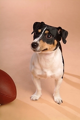 포토 JPG 스튜디오촬영 동물 척추동물 한마리 육지동물 반려견 스포츠용품 공 포유류 사람없음 반려동물 개 강아지 테리어 럭비공 잭러셀테리어 반려 국내포토 1 스포츠 실내 오브젝트 럭비용품 파일형식